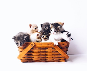 Cat Caves: Fostering Feline Socialization